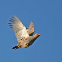 Elle fait partie de la famille des oiseaux