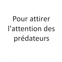 Pour attirer l'attention des prédateurs