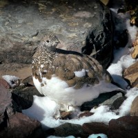 l'oiseau des montagnes