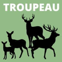 Des troupeaux