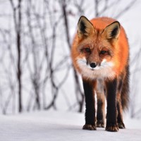 Le renard