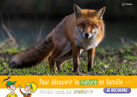 Renard+Ekolien