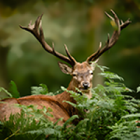 le cerf élaphe