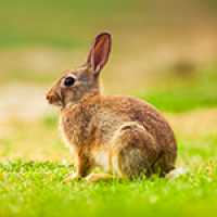 Le Lapin de garenne