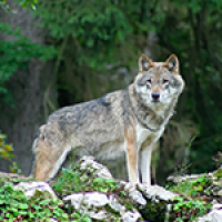 de loup