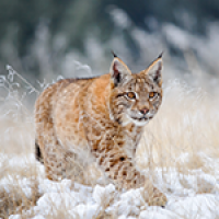 le lynx