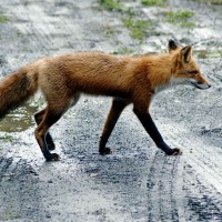 Le renard