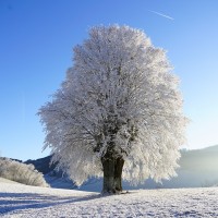 Dans les arbres enneigés