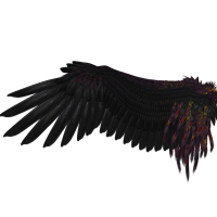 Les ailes